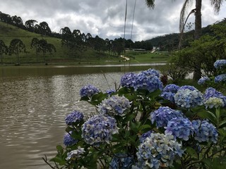 Sticker - flowers in the mountains