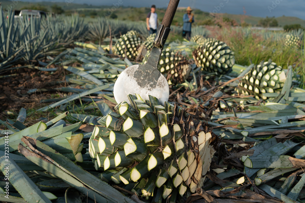 Stock-Foto La herramienta del jimador la coa agavera est clavada en el  agave. | Adobe Stock