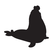 Elephant Seal (Mirounga) Silhouette Vector Found In Antartic Waters
