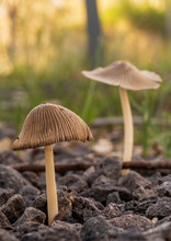 Parasola Plicatilis (Coprinus Plicatilis) Is A Small Mushroom That Is Conical When Young And Then Becomes Flat Like A Parasol.