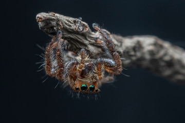 spider on a wooden background