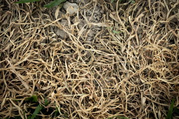 dead grass background and texture 