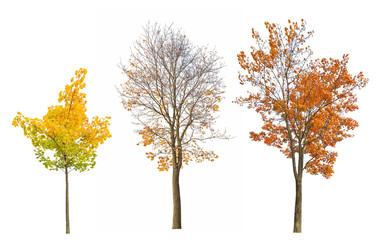 Poster - three fall maples isoalted on white