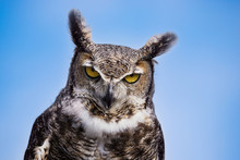 Portrait Of A Grumpy And Upset Looking Great Horned Owl (Bubo Virginianus) Against Blue Sky Background. Copy Space.