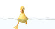 Cute duckling swimming in water on white background