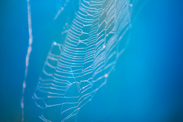 spider web in the water