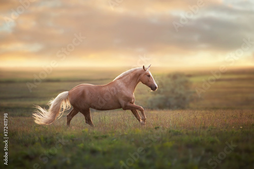 Fotografía Palomino horse run gallop in meadow at sunset light