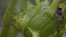 A Young Dragon Fruit That Is Fresh Green. Fruit Invaded By Hundreds Of Ants.