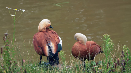 Two Decorative red duck Ogar, on the green grass near the water