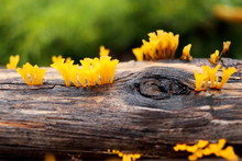 Golden Color Fan-shaped Jelly Fungus On Wet And Old Brown Log And Blur Background In Rainy Day, Thailand.