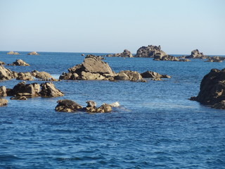 Canvas Print - Phoques, Les 7 Iles, Réserve ornithologique, , Perros Guirec, Bretagne, France