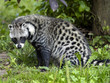 African civet, Civettictis civetta, a large African beast looking for food