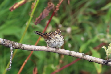 Wall Mural - Ocyris pusillus. Little Bunting in the summer in the North of Siberia