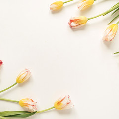 Wall Mural - Border frame made of yellow tulip flowers on white background. Flat lay, top view festive holiday celebration. Copy space mockup