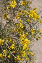 Wall Mural - Head inflorescences of yellow blossom on Threadleaf Ragwort, Senecio Flaccidus, Asteraceae, native perennial subshrub in Pioneertown Mountains Preserve, Southern Mojave Desert, Springtime.