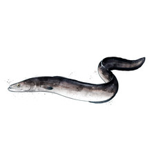 Eel, Watercolor Isolated Illustration Of A Fish.
