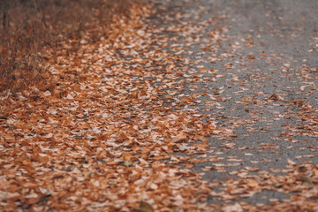 Wall Mural - fallen yellow leaves. autumn background with foliage