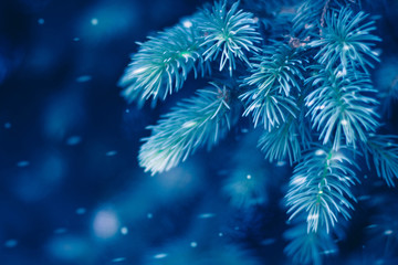  Spruce tree and snow. Winter scene. Christmas blue background. Copy space for your text