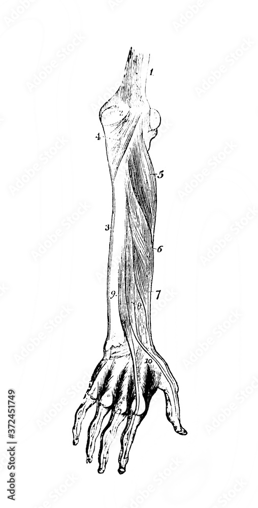 Muscles of the hand in the old book Human body anatomy by Dr. Holstein ...