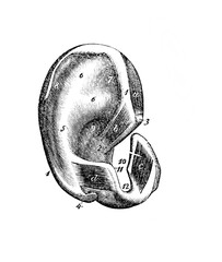 Wall Mural - Top view of ear in the old book Human body anatomy by Dr. Holstein, vol. 4, S. Petersburg, 1861