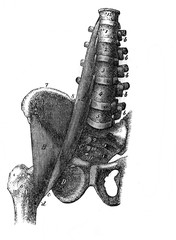 Wall Mural - Bones of the leg and coccyx in the old book Human body anatomy by Dr. Holstein, vol. 4, S. Petersburg, 1861