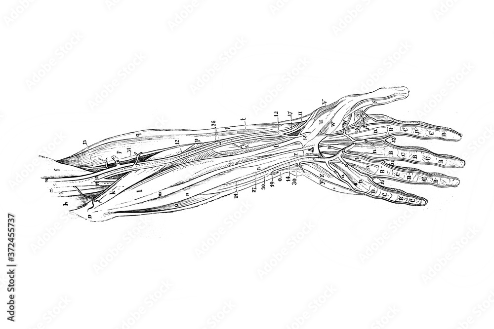 Muscles and veins of the hand in the old book Surgery Atlas by Dr. Greb ...