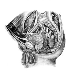 Male genital organs in section in the old book Surgery Atlas by Dr. Greb, St. Petersburg, 1869