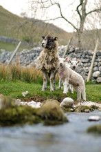 Lambs And Mother By Stream