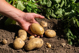 Fototapeta  - Male Hand Holding Fresh Organic Potato  , Organic Food
