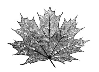 maple leaf in the old book encyclopedic dictionary by a. granat, vol. 5, s. petersburg, 1896