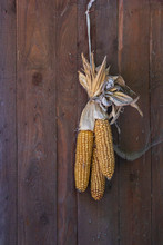 Dry Ear Of Corn Hanging On A Wooden Wall. There Is A Spider Web On The Corn.