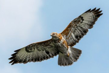 Common buzzard captured in flight under blue sky in Scotland, United Kingdom