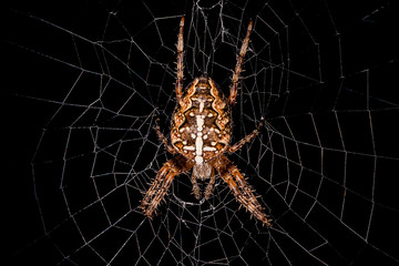 Wall Mural - Spider on the web. Garden cross spider (Araneus diadematus). 