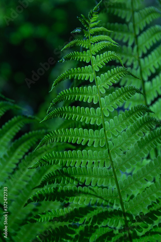 Beautiful fern leaves on a green background.
