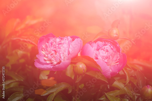 Pink peonies in the morning sun..