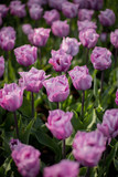 Fototapeta Tulipany - Beautiful Lilac Tulips in a flowerbed. Bright tulip flower field. Summer field of flower. Gardening and floristics. Selective focus.