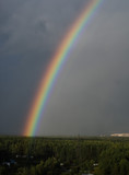 Fototapeta Tęcza - rainbow on the background of the forest and sky