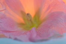 Pink Flower Petal Close-up. You Can Use A Different Texture Or Background.