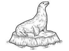 Animal, A Sea Lion On A Block Of Ice. Sketch Scratch Board Imitation.