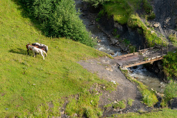 Mountain landscape with a horses grazing in a valley, Georgia