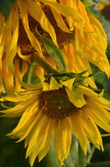 Wall Mural - Close-up of a sunflower with raindrops early in the morning