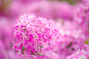 Poster - beautiful pink hydrangea flowers in the garden