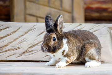 Poster - beautiful brown rabbit sitting on a bench in the village