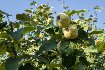 Wall Mural - Quince fruits on the tree. Foods useful for the liver and pancreas. Fruits and leaves. Traditional medicine against viruses, flu, colds. Antiviral agent. Autumn fruits. Health without pills and drugs.