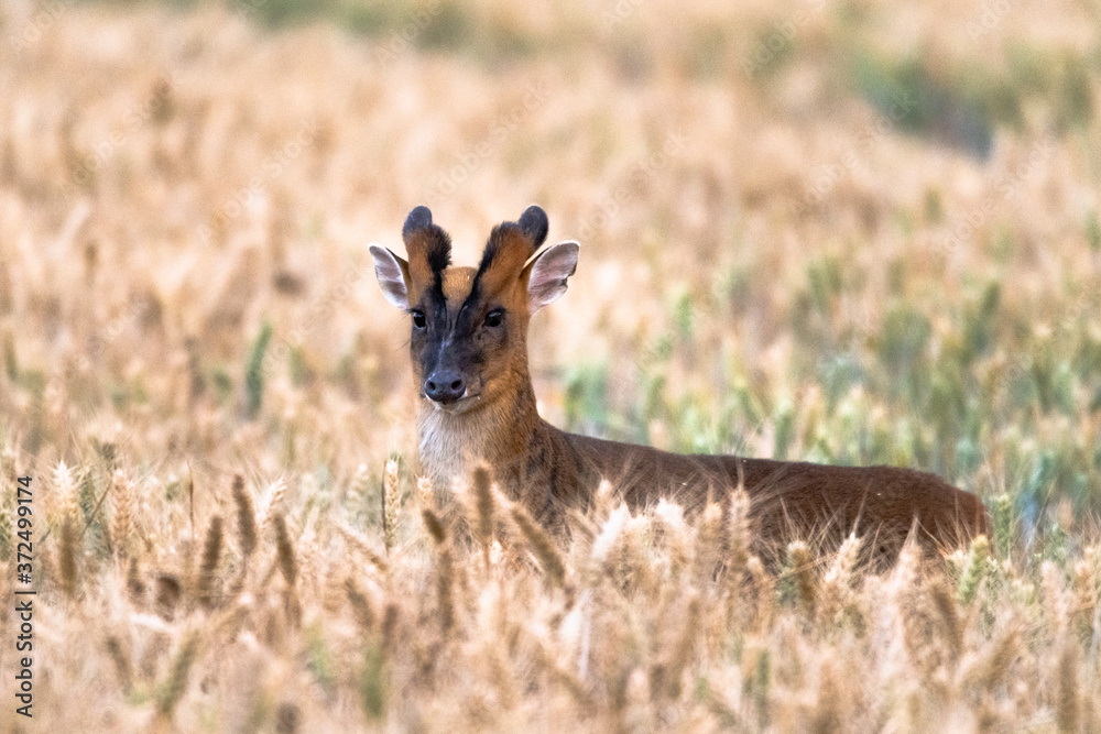 Muntjac deer in a field