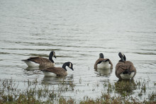 Four Canadian Geese By The Lake