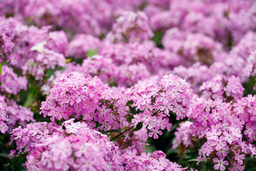 Poster - beautiful pink hydrangea flowers in the garden