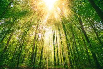 Wall Mural - sunbeams shining through tall green trees