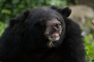 Asian black bear