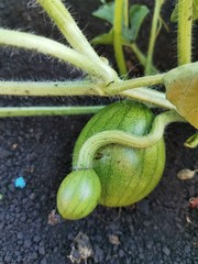 Wall Mural - Small watermelons in the field